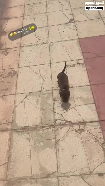 جرو بيتبول الأمريكي العمر 45 يوم 4