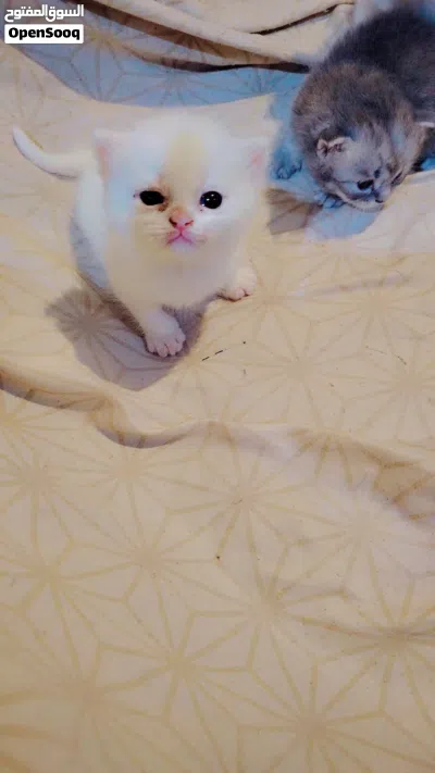 Persian cat 2