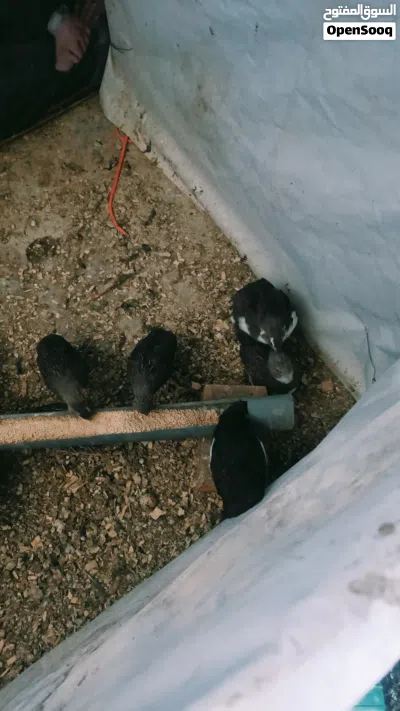 سمان توه بدن يبيضن 3