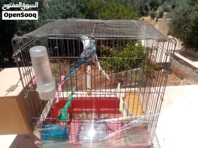 جوز طيور حب للبيع او للبدل 2