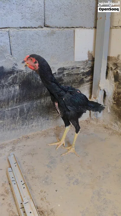 ديجين ودجاجه هراتي عمر 5اشهر 2