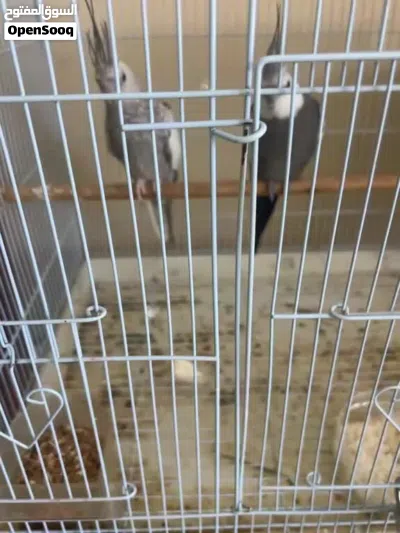 للبيع مجموعه طيور روز كوكتيل بادجي منتجات علا الشرط وشي منهم بيض عندهم 3
