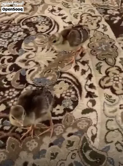 طاووس فروخ 2