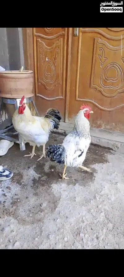 ديوجه ثنين 3