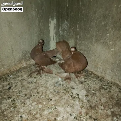 حمام للبيع 2