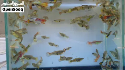 اسماك زينة نوع قوبي 4