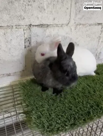 ارانب نيذرلاند دوارف القزم Netherlands dwarf rabbits 3