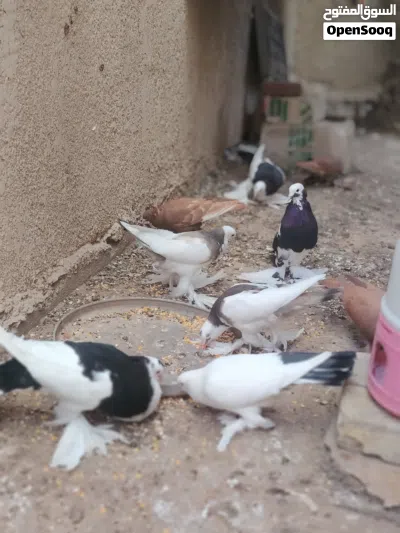 حمام زينه نفاخ ورواعب كلش نضيف للبيع 4