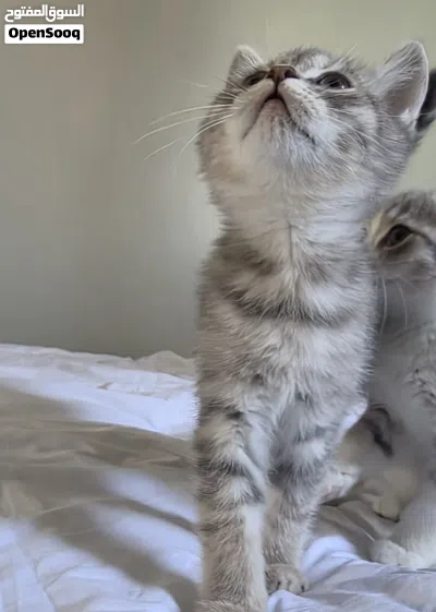 قط ذكر شهرين 2