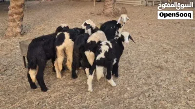 حملات هجين نجدي 6وكبش 2