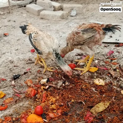 دجاج هندي مخاليف 3
