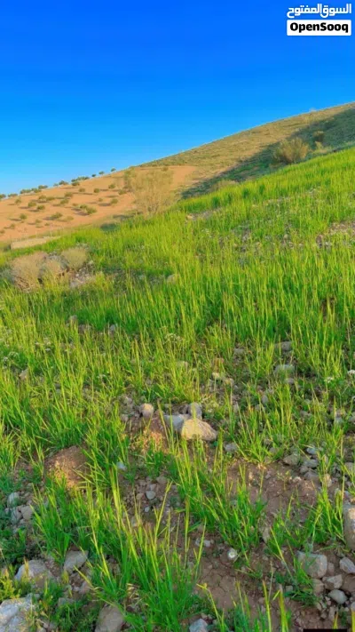 قطعة ارض للبيع بيرين صروت تبعد عن شفا بدران 20 دقيقه 2