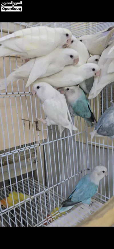 أزواج لوفبيرد أوبلاين 3