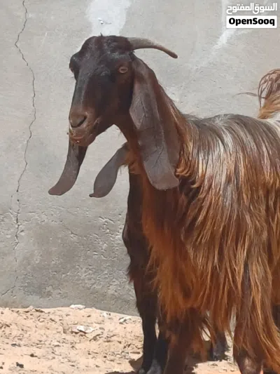 معزة أرباع، تحتها عناق للبيع 3