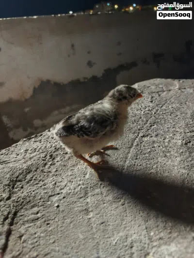 صيصان بلدي 2
