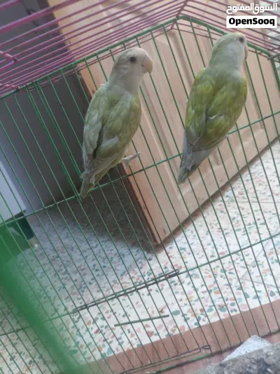 زوج غندوره زيتونيات 3