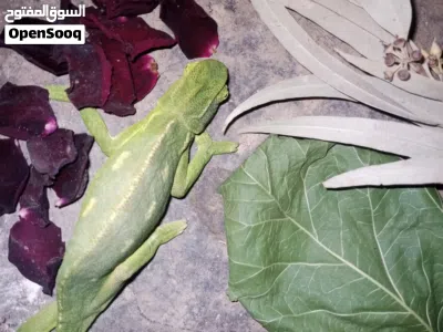 حرباء أليفه للبيع 3