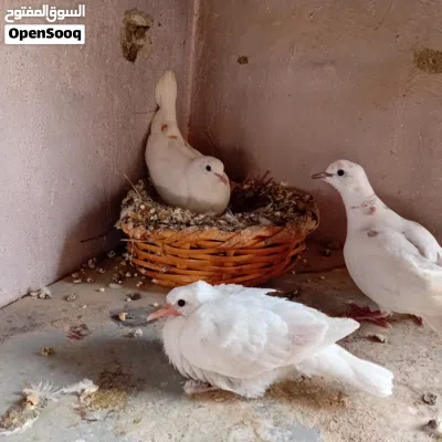 undefined 3
