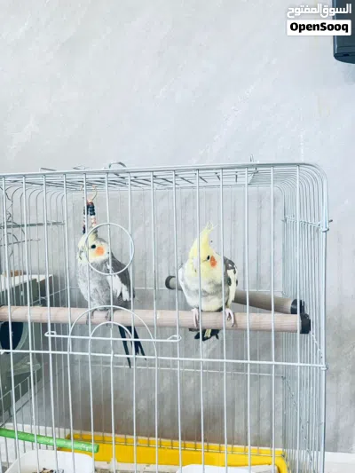 ما شاء اللّه تبارك الله، للبيع زوج ببغاء كوكتيل (ذكر وأنثى) طيور بيتيّة ومرباة بعناية فائقة. 3