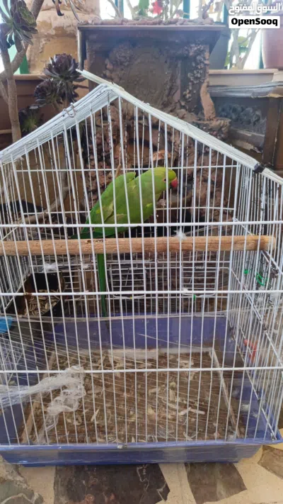 ببغاء الدره 2