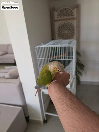 كنيور باينابل أليف مع القفص 2