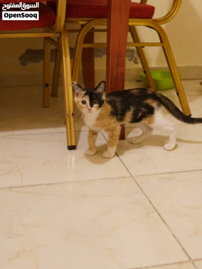3 month old kitten 2