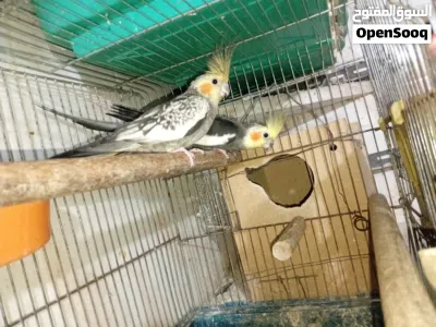جوز كوكتيل فل انتاج 3