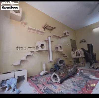 Cat bording cat sitter cat day care babies 4