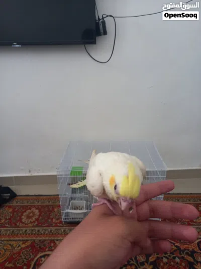 ببغاء كوكتيل لاتينو مروض فل 2