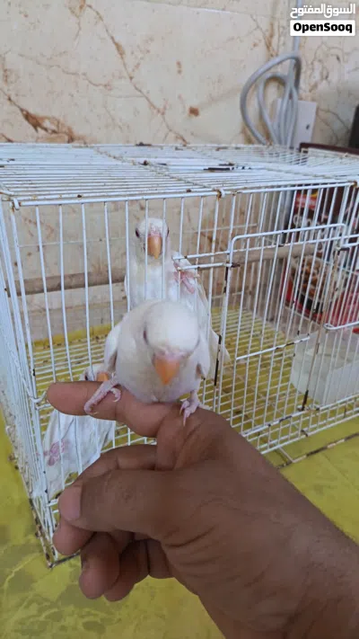 للبيع أزواج و فروخ البينو 3