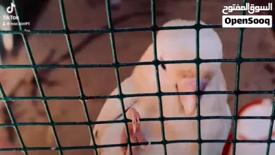 انته روز مروضه جاهزه (مصراته) لايوجد توصيل 2