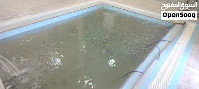 سمك البلطي الحي للبيع 2
