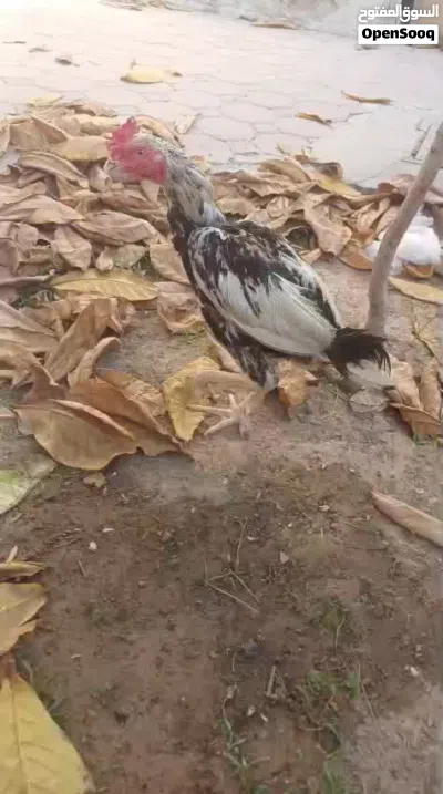 بجو باكسسواراتي للبيع 2