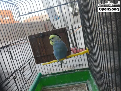 كوبيا بقلينو رينبو البيع 2