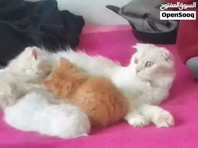 قطه حوله بس بتجنن للبيع 3