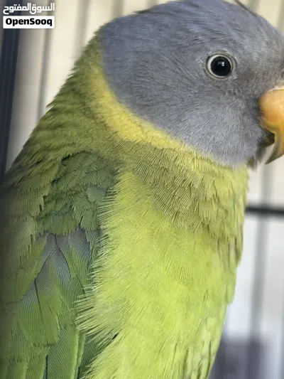 ببغاء الرأس البرقوقي plum headed parakeet اليف صغير بالعمر هادي غير مزعج مع قفص كوكتيل 4
