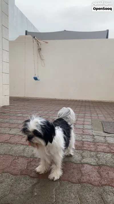 كلب شيتزو انثى للبيع بيعه مستعجله 2