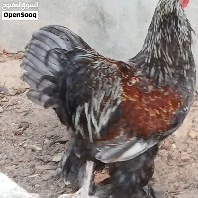 فروج. برهما. سلمون. بلو 3