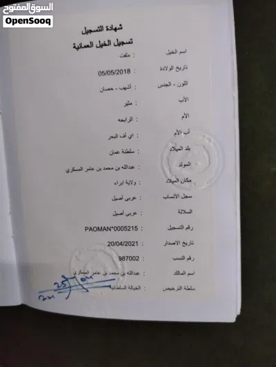 حصان عربي للبيع 4