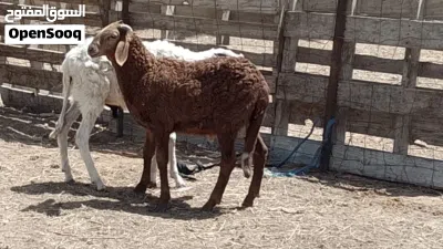 2 خرفان تبارك الله مهجنات العمر 4شهور 4
