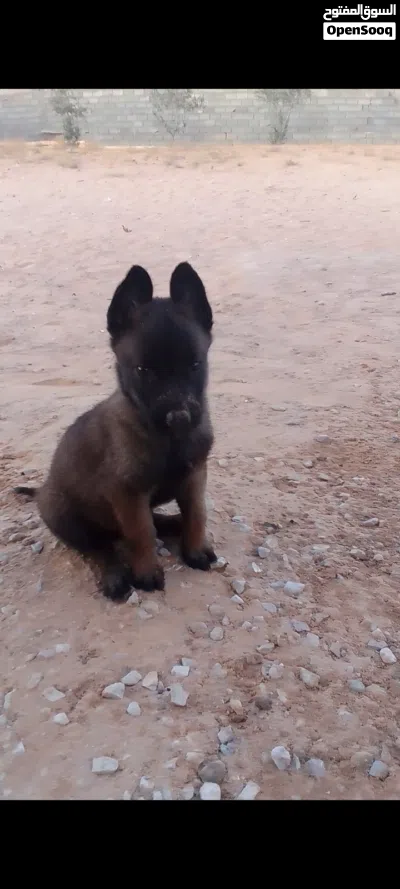 3 جرواي مينوا دكور درجة اولى 3