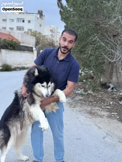 هاسكي مالموت للبيع او البدل على طيور 2