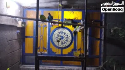 طيور الحب كلهن بزارات مال محميه 2