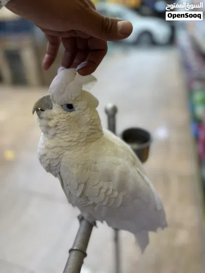 ببغاء كوكاتو جوڤن اليف جدا جدا 3