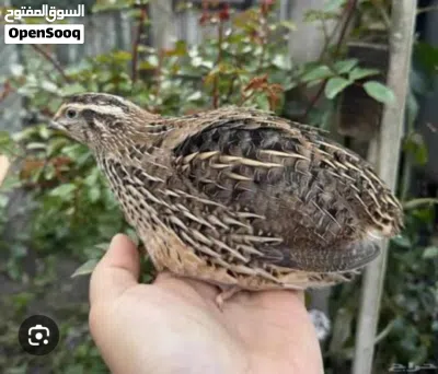 سمان وبط وطيور اخرى للبيع 3