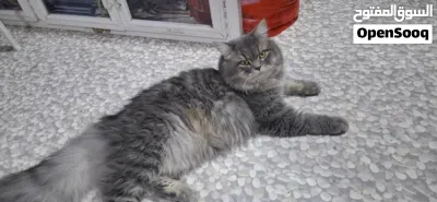 Breed : British Longhair He's large and has big tail Beautiful eyes,Golden yellow slight amber 4