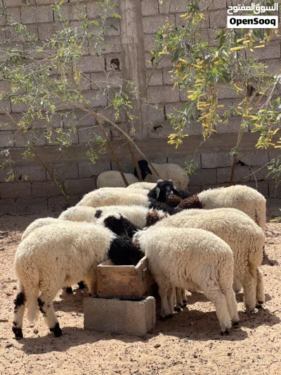 11الخروف ذكر و9 حوليات للبيع 3