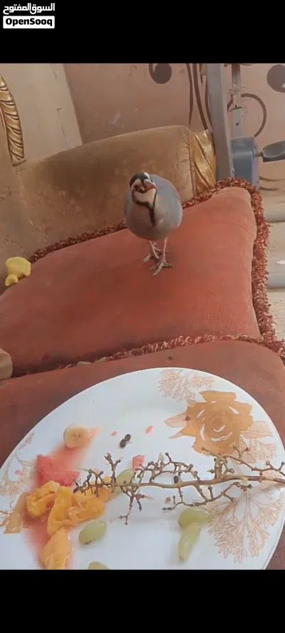 حجل عماني شنا ع 3
