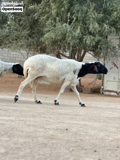 نعجه متاومه تحتها زوز خرفان ربي يبارك 4