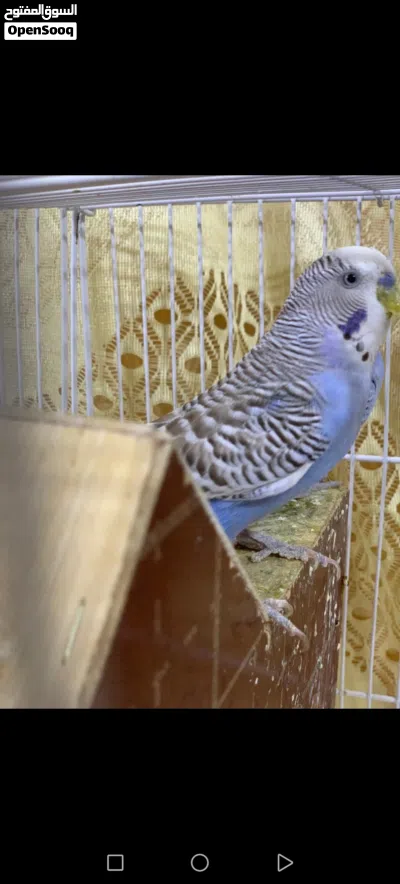 طيور حب للبيع مع القفص الوصف مهم 3